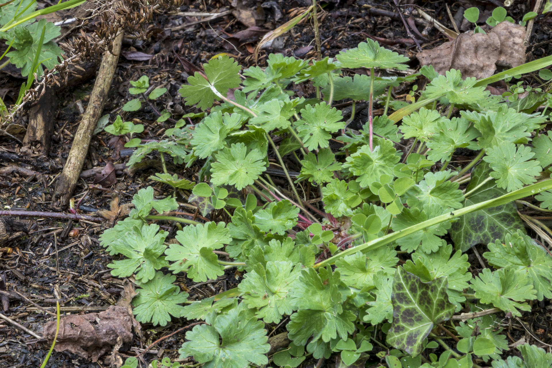 Mabon Nantes Geranium feuiile ronde