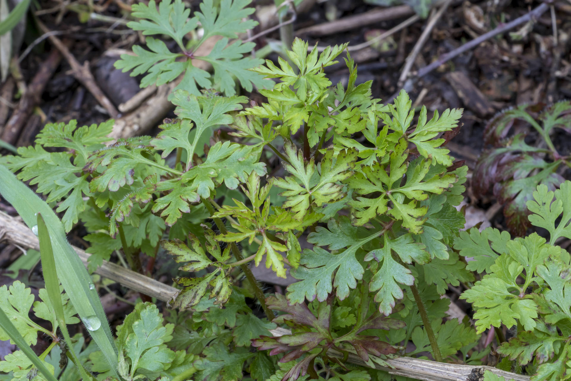 Mabon Nantes Geranium herbe Robert