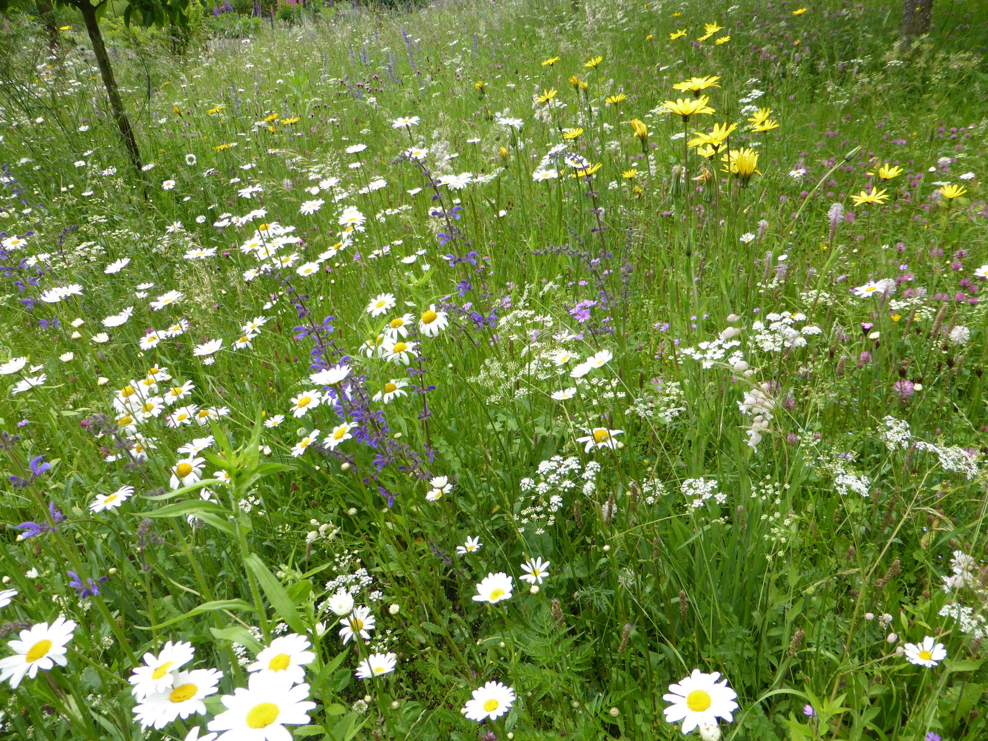 petite prairie fleurie