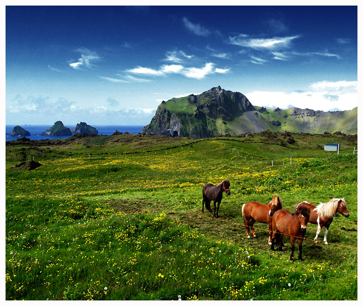 Prairie d'Islande avec chevaux et falaise