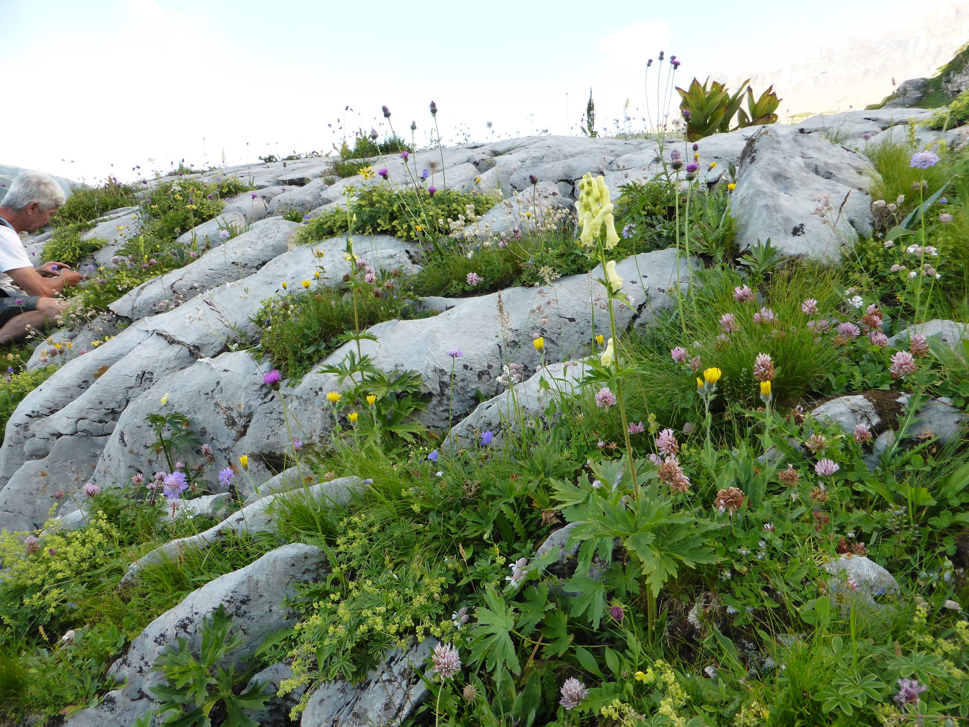 karst calcaire fleuri