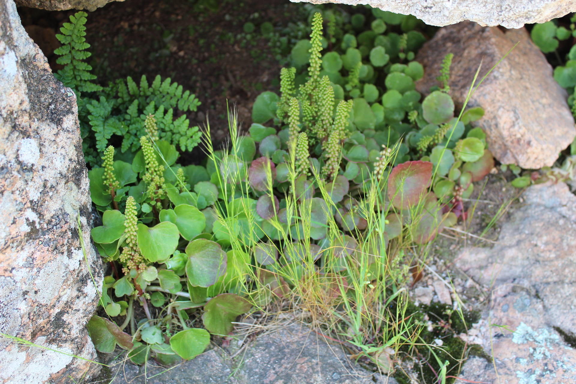 Mur à Arghju Biodiversité 3