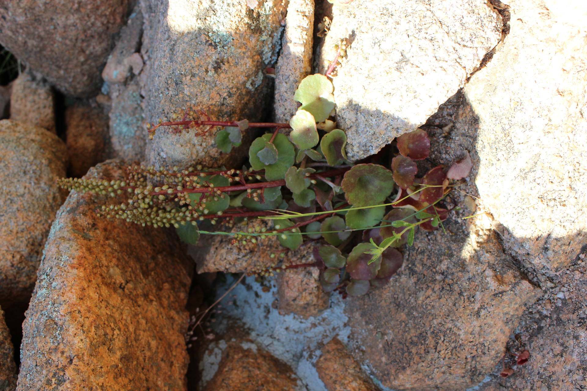 Mur à Arghju Biodiversité 2