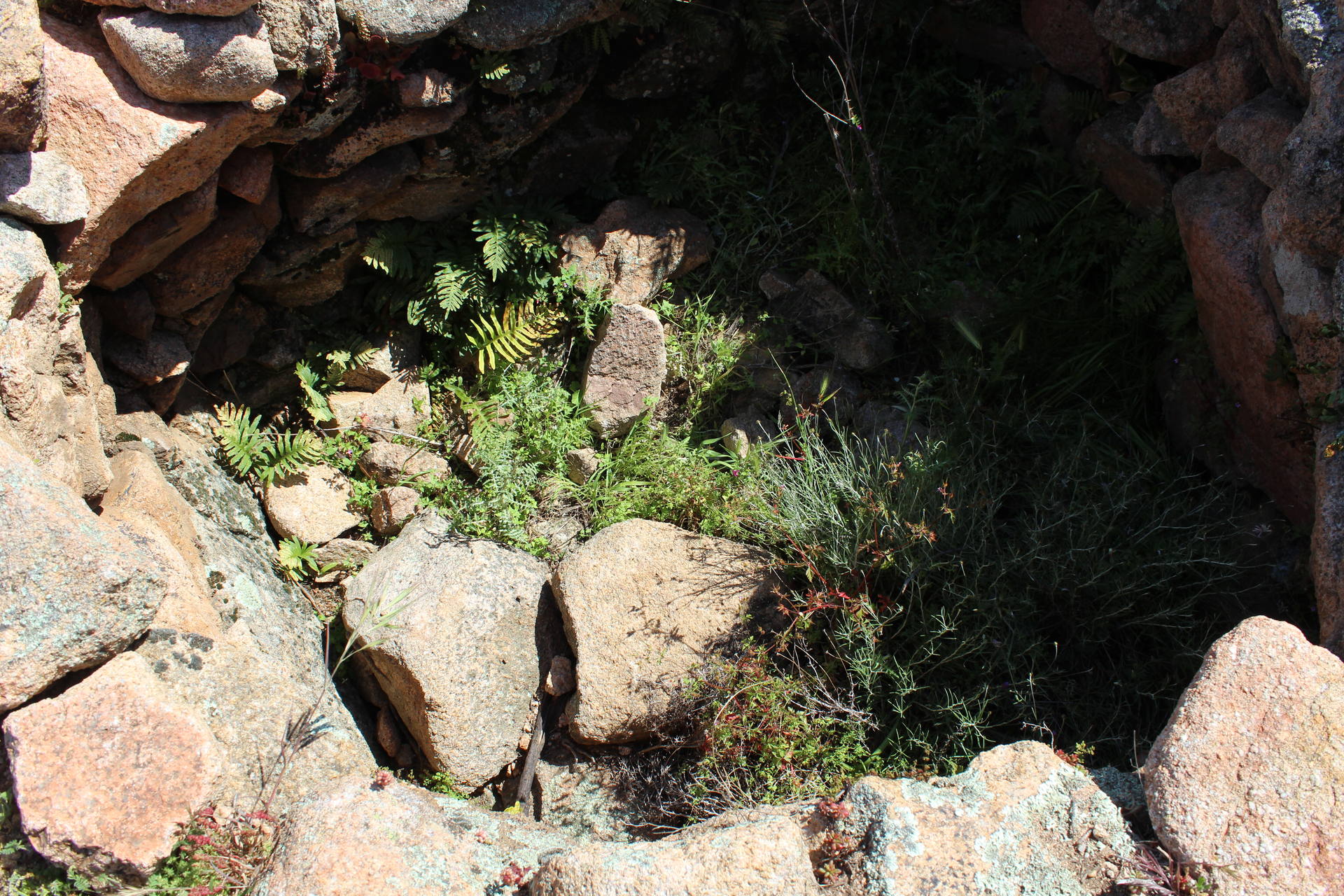 Biodiversité à Araghju-1