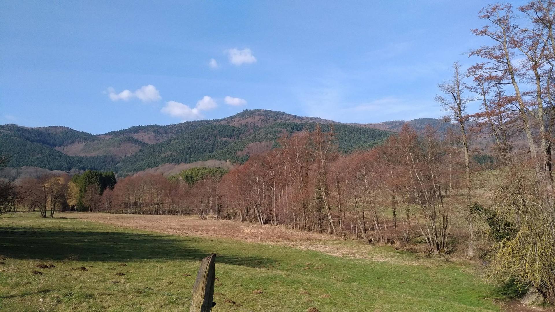 Dans les contreforts des Vosges, le printemps prend peu à peu ses aises. On retrouve ici quelques herbacées, des gymnospermes conifères à l'arrière plan et quelques feuillus encadrant un cours d'eau.