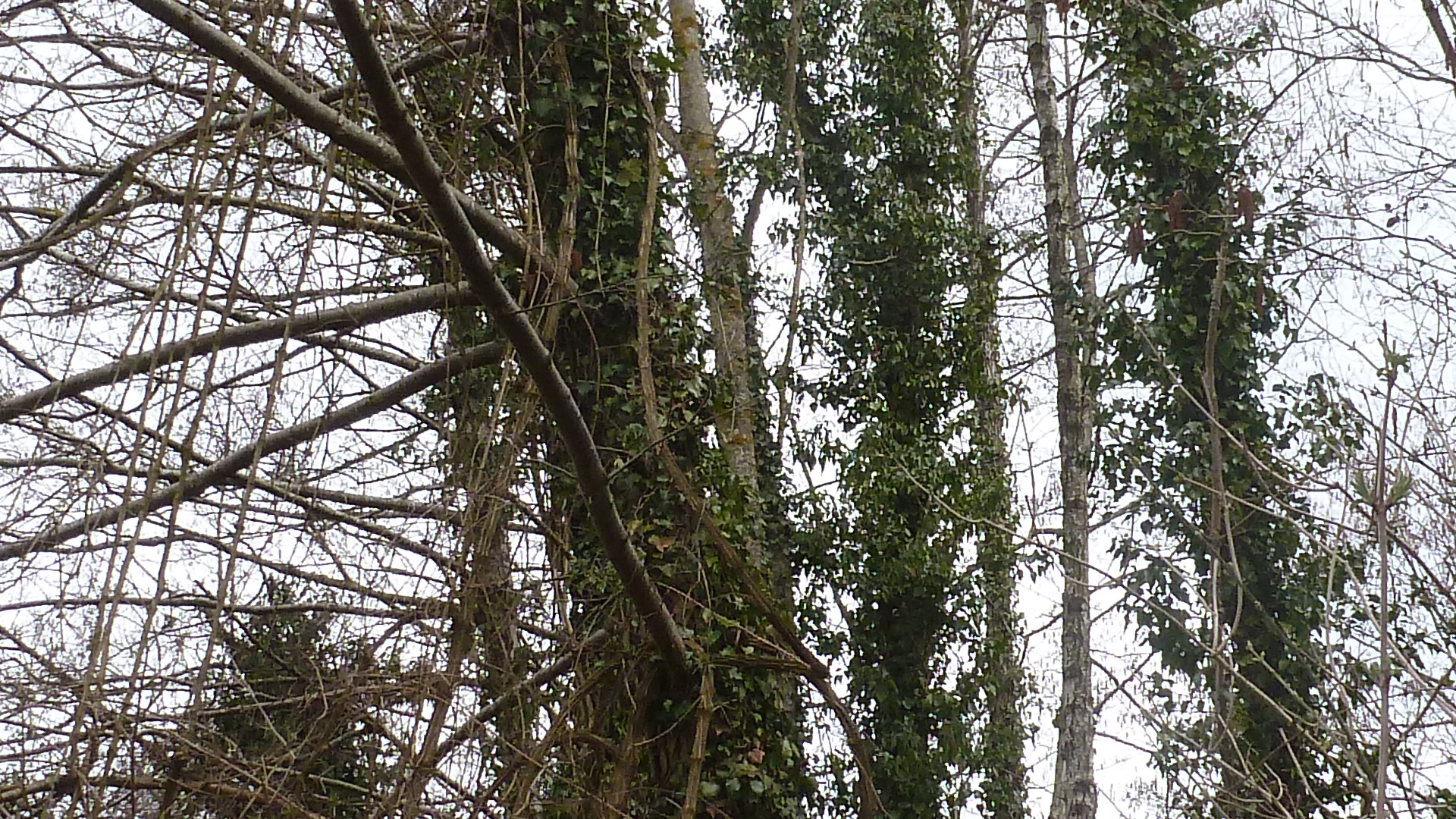 Biodiversité dans les Chambaran