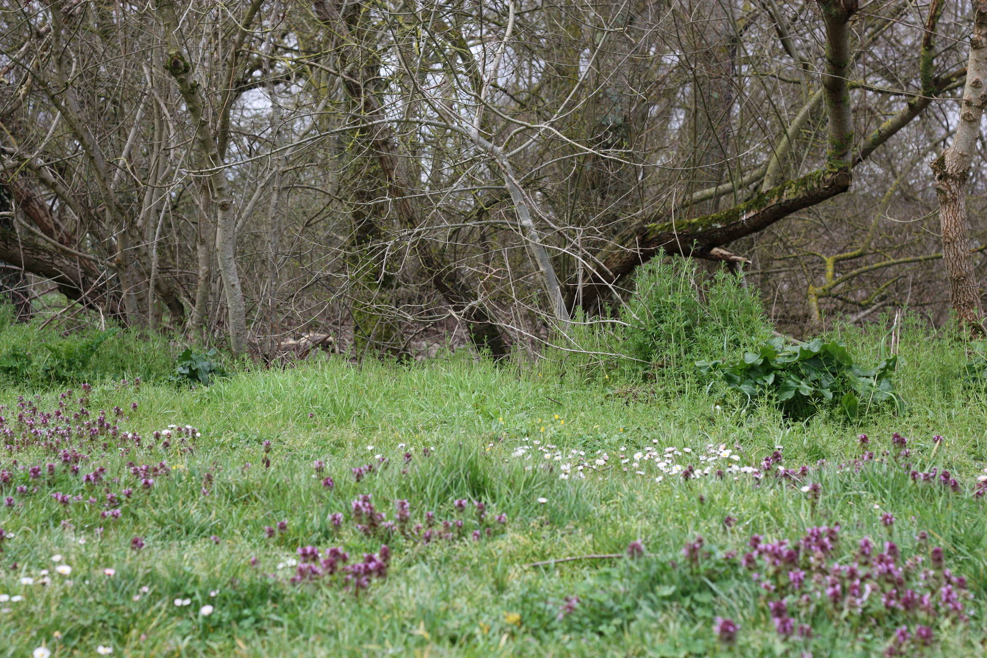 Sous bois Ile Clémentine