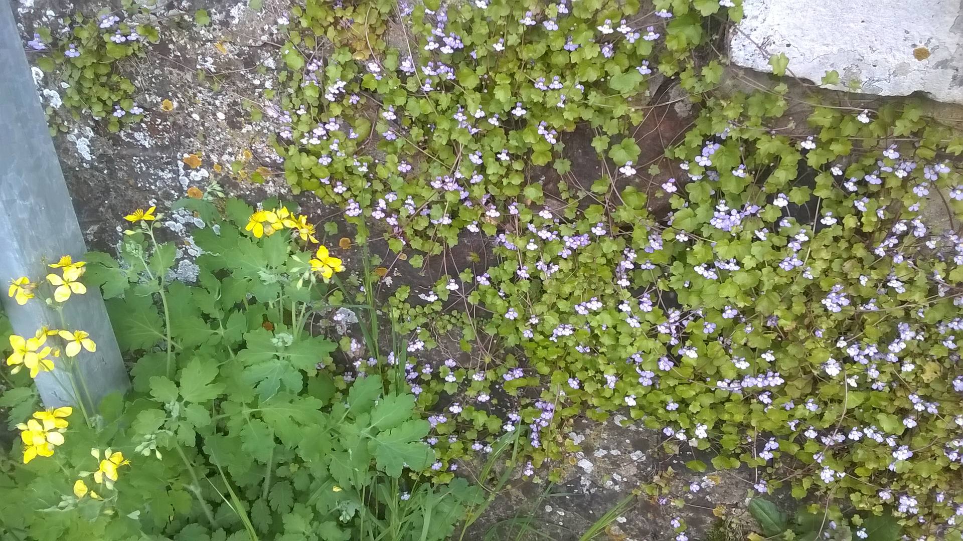 Ruine de Rome et ...