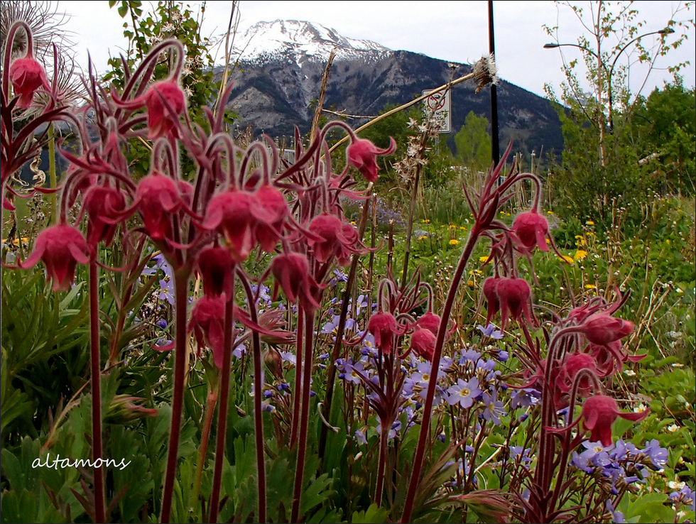Un rassemblement de fleurs sauvages d'Alberta