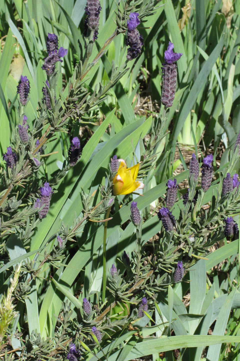 Plaine des Maures_avril 2017_01