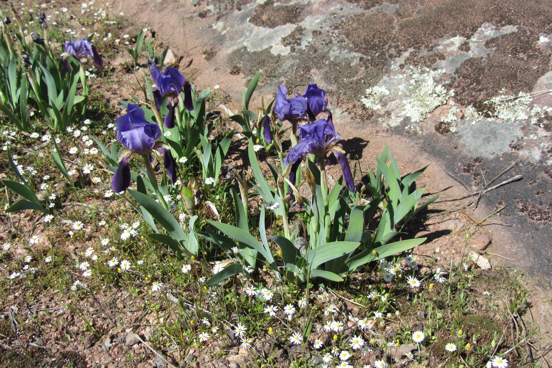 Plaine des Maures_avril 2017_03