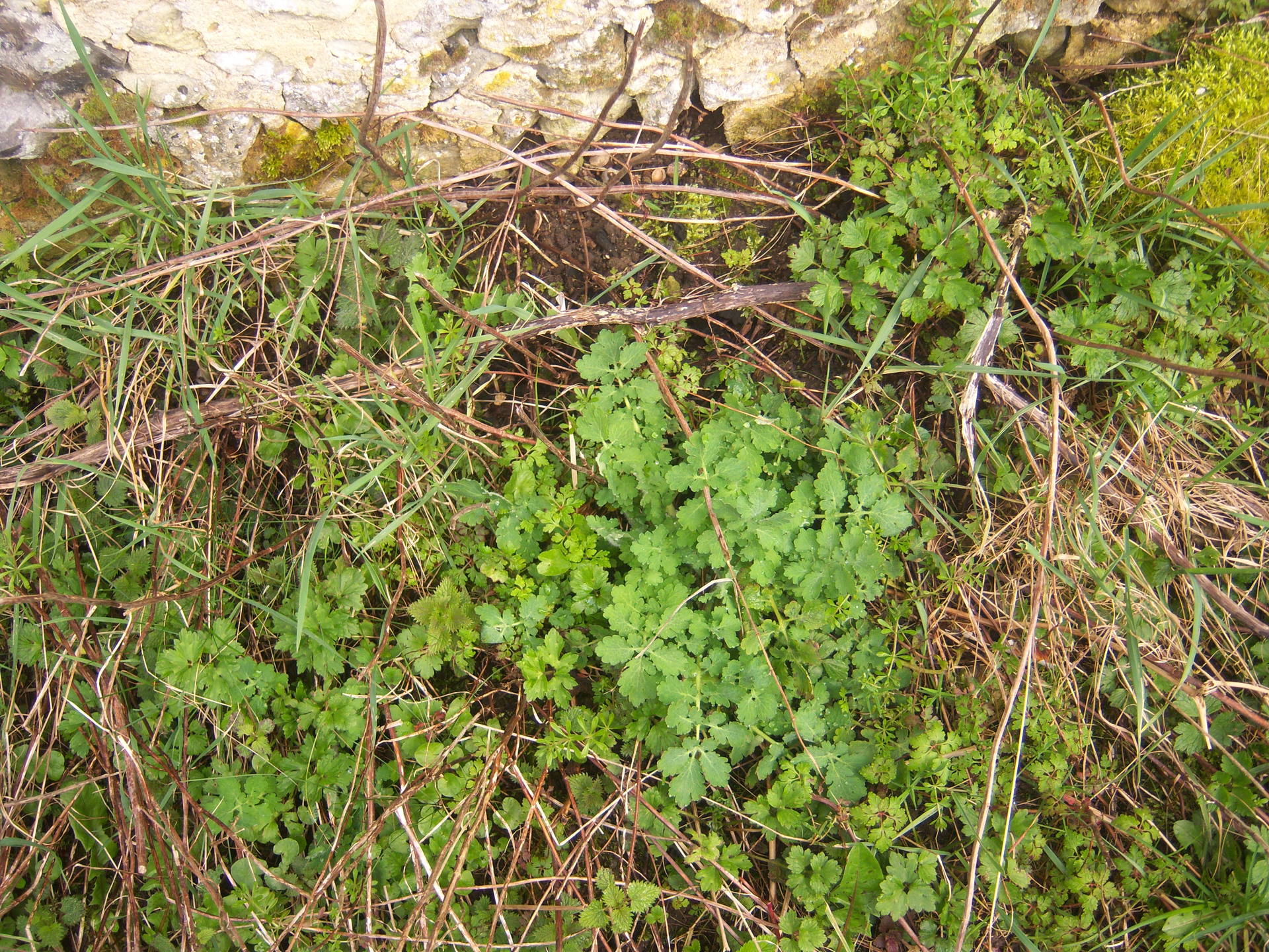 bodiversité pied de mur