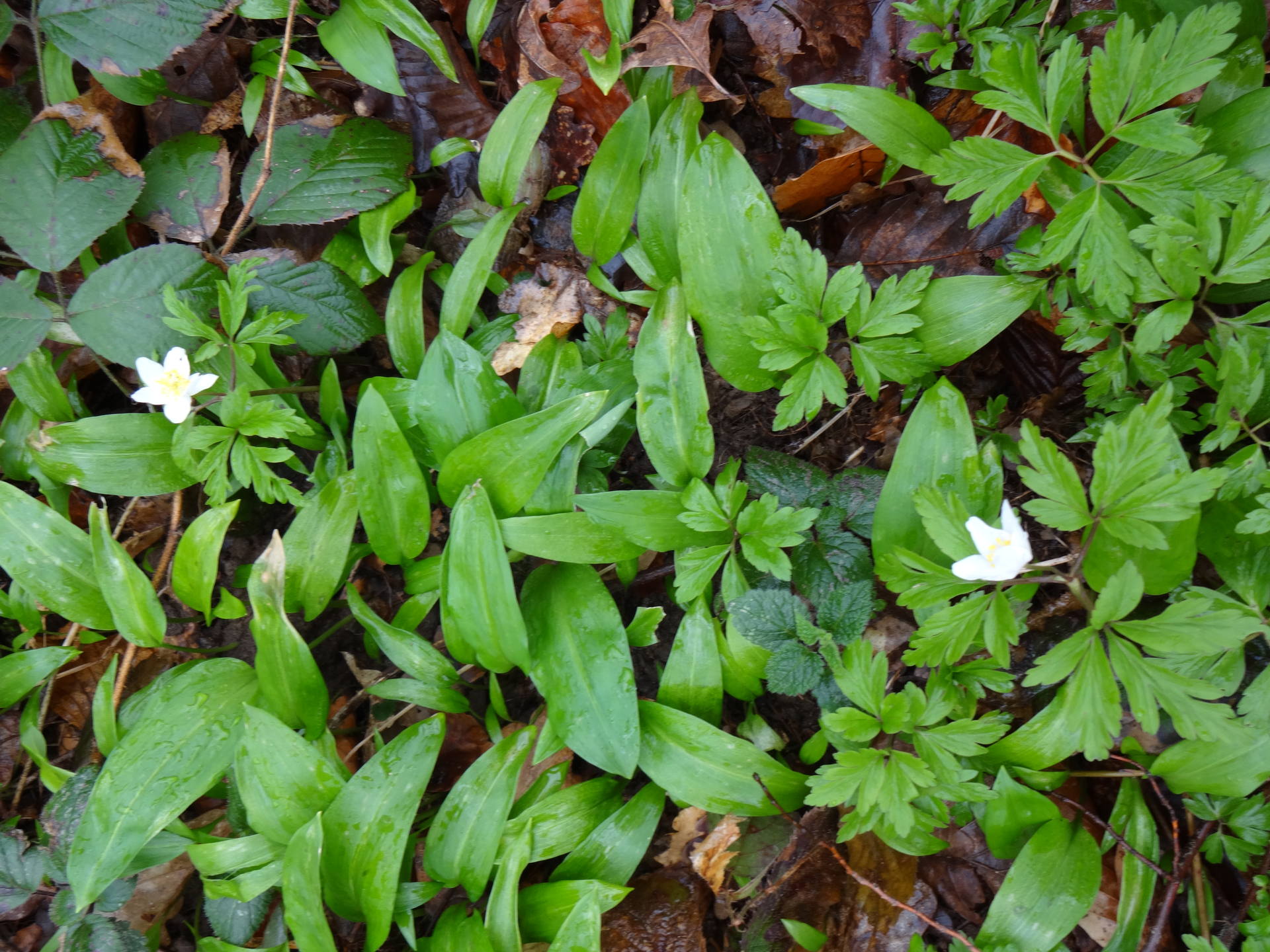 ail des ours (feuilles) et anémone blanda