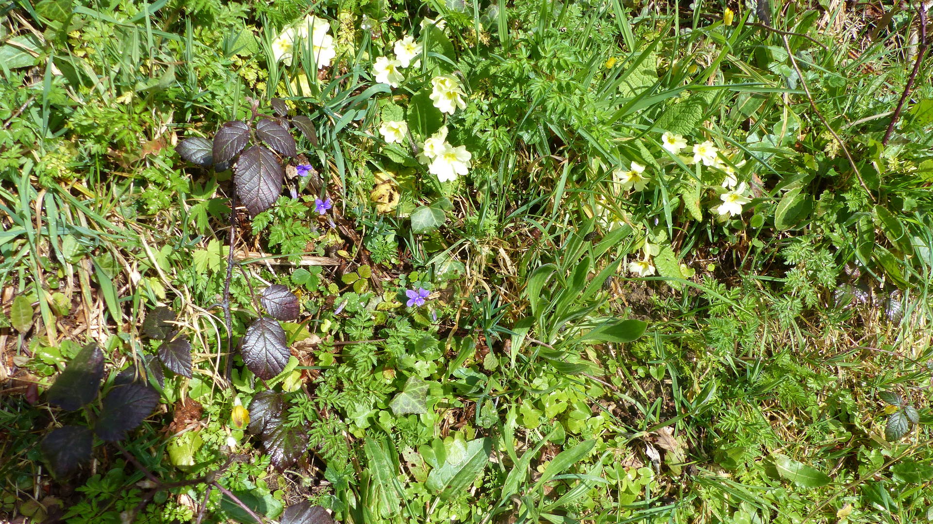 dans les chemins creux
