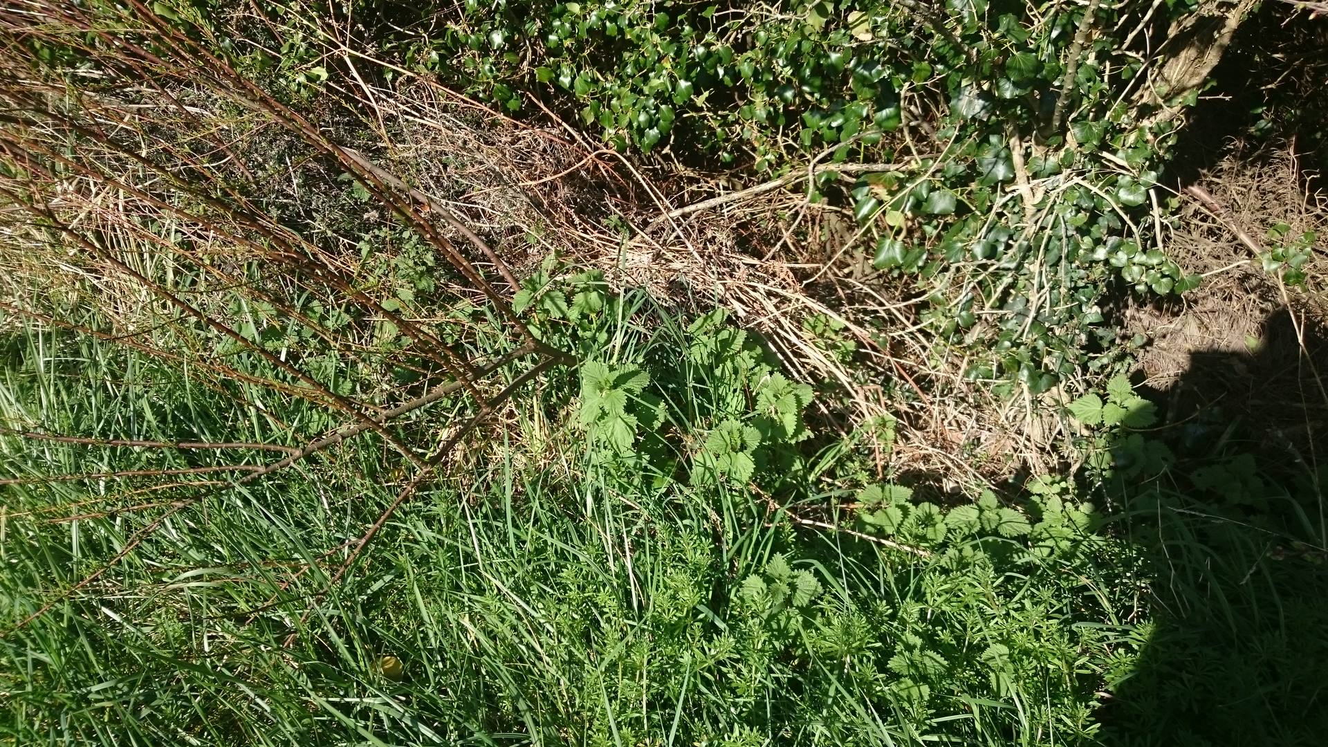 Tamaris, ortie, lierre, cyprès