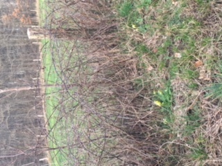 Talus sauvage en face de chez moi