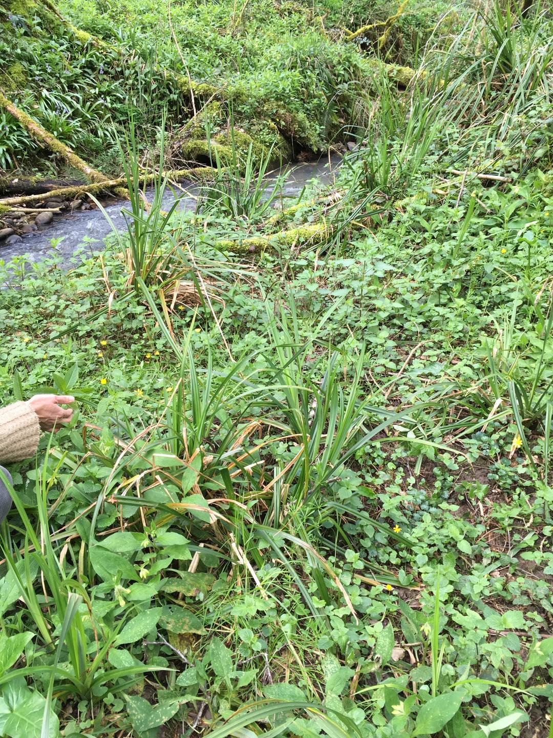 feulles vert soutenu allongées nervures parallèles,pédoncule blanc, bourgeons de fleurs non écloses