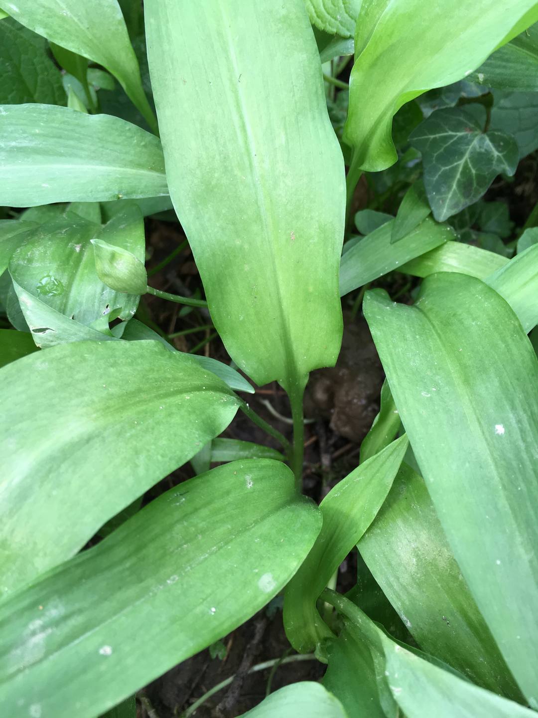 feulles vert soutenu allongées nervures parallèles,pédoncule blanc, bourgeons de fleurs non écloses