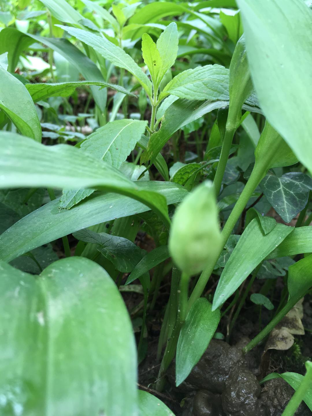 feulles vert soutenu allongées nervures parallèles,pédoncule blanc, bourgeons de fleurs non écloses