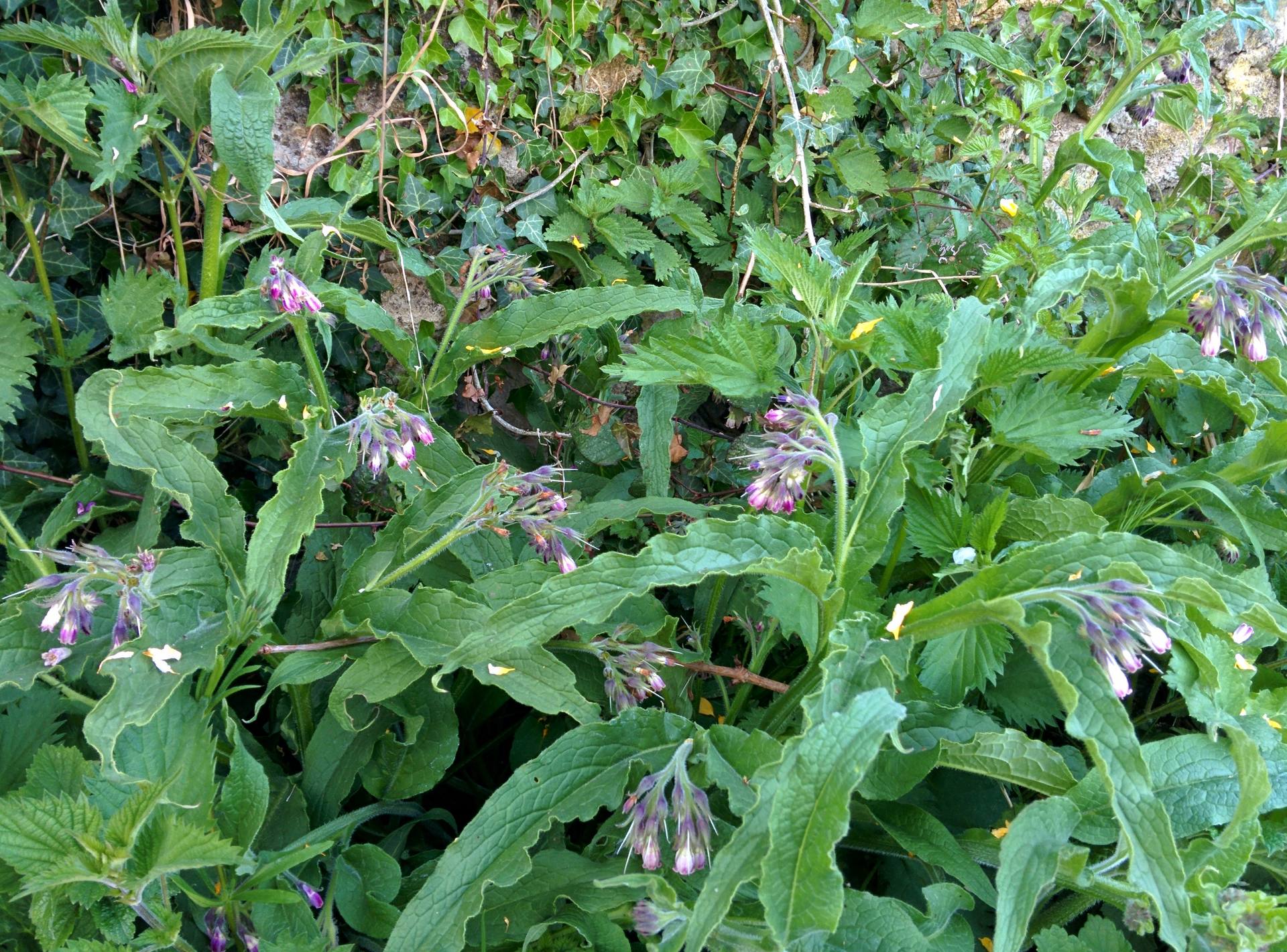biodiversité commune des Yvelines