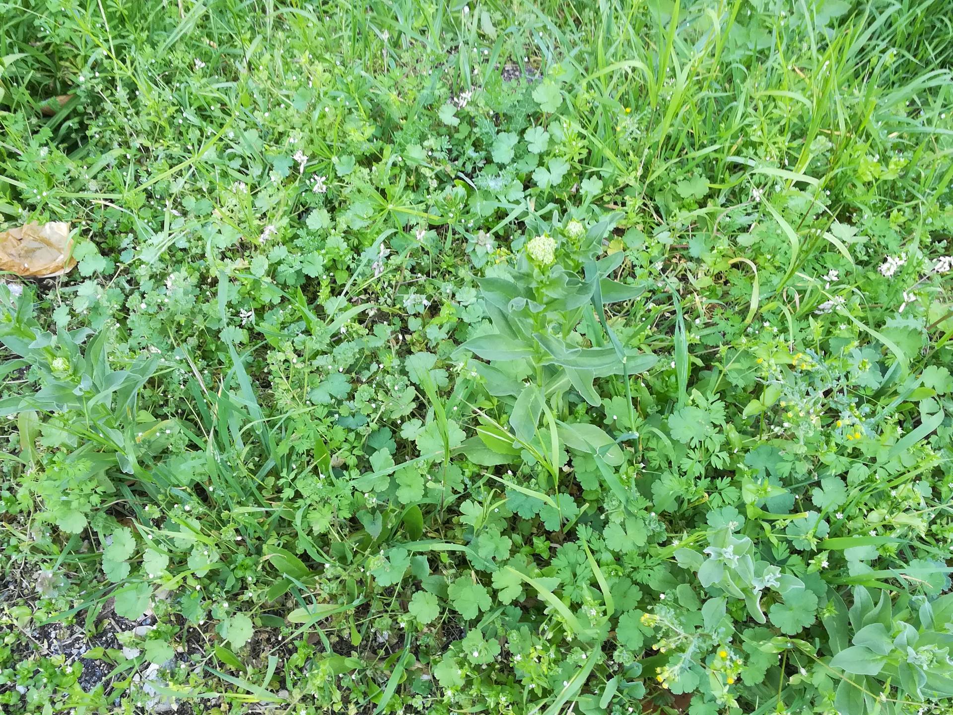 végétations généreuses en bord de route. on peut y découvrir des plantes variées dans leurs genres lamier, fumeterre, gaillet, lunaire, brocoli et peut être ail et plus encore..............