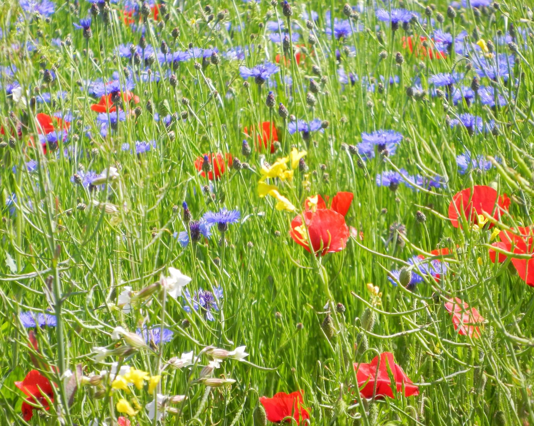 Prairie en fleurs avec Coquelicots ,Centaurées et Silènes