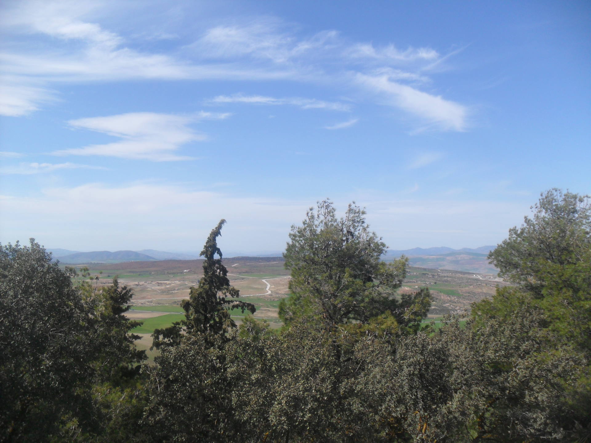 Mélange de chêne-vert, genévrier oxycèdre et de pin d'Alep.