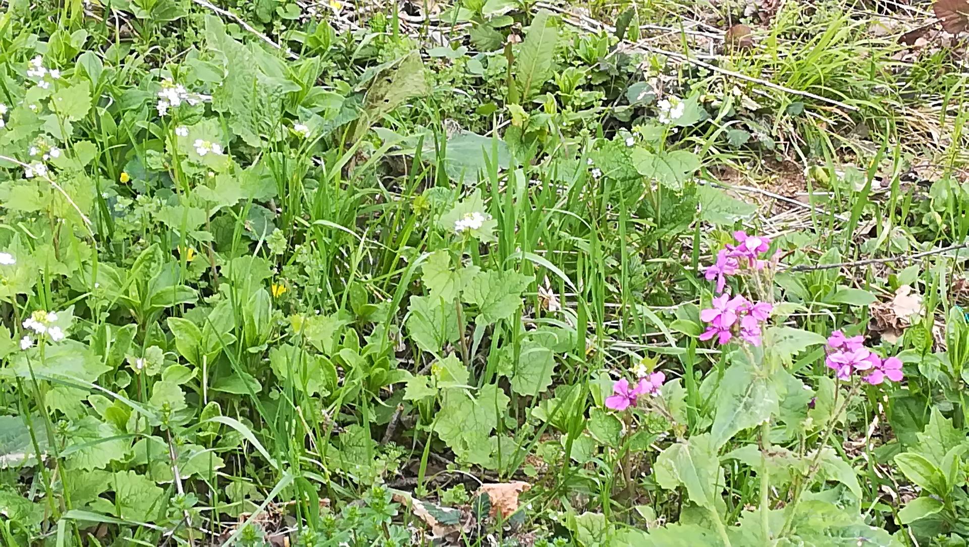 aliaire ( fleurs blanches),ficaires.....