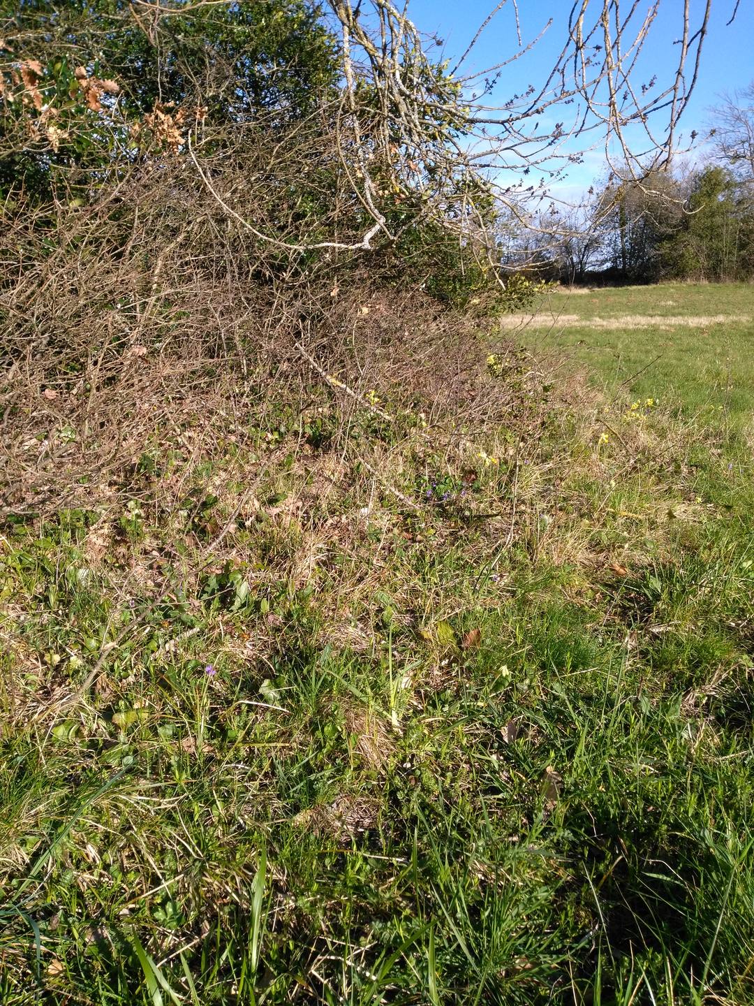 Pré, à la lisière d'un bois