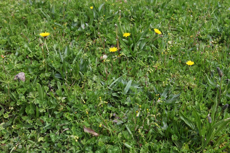 Sur mon terrain, au plus prés, sur moins d'un m2, on peut y voir du Tréfle commun, de la Luzerne d'arabie, du Senecon commun,  du Pissenlit, du Plantain lancéolé,  avec de bon yeux de la Potentille rampante, un jeune gaillet mou, de la véronique de perse...
