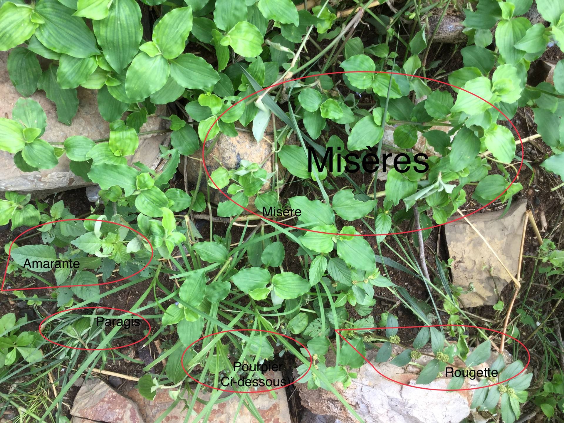 Vegétalisation d’un talus