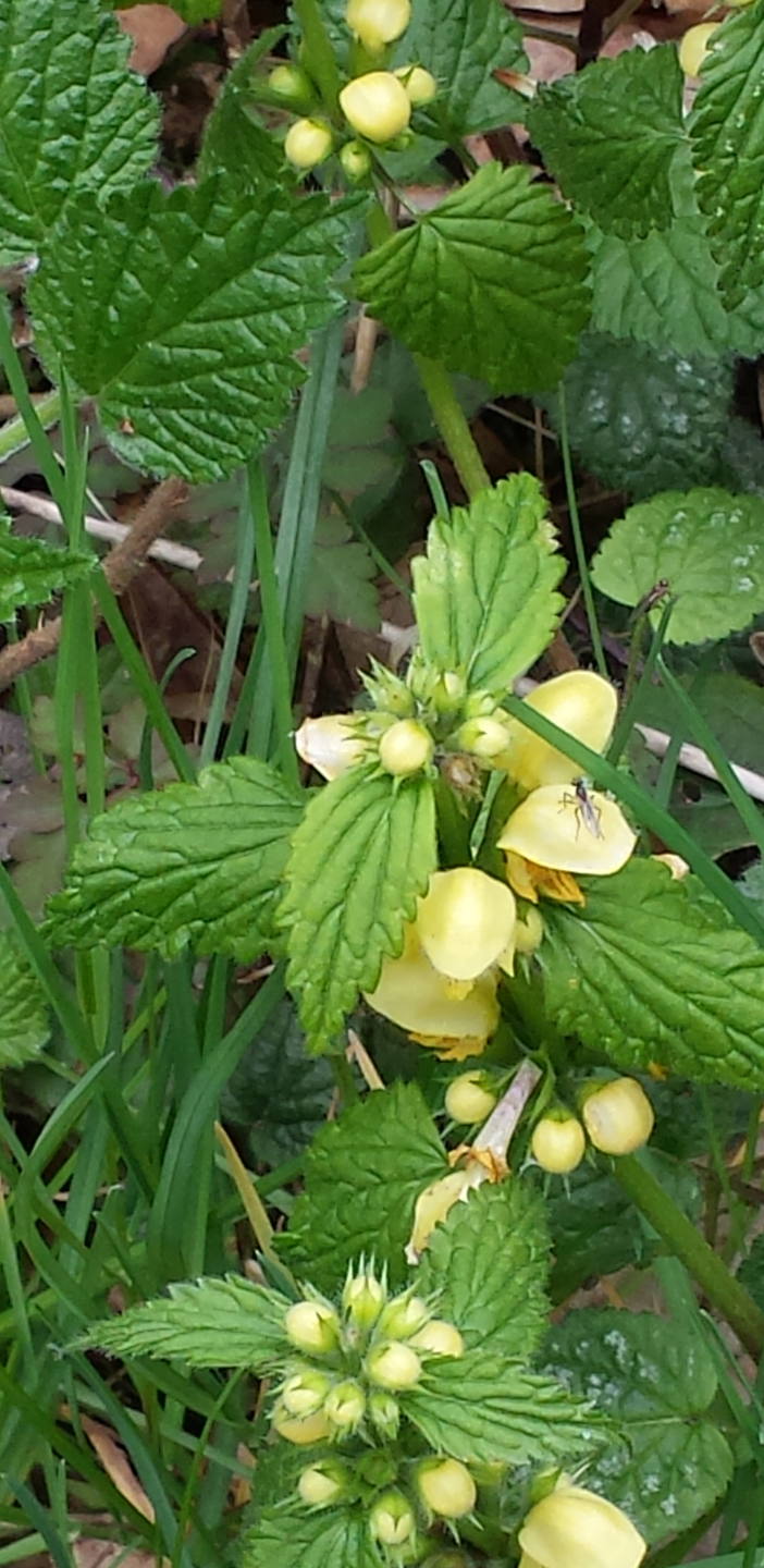 FLEURS JAUNES FEUILLES DENTELEES