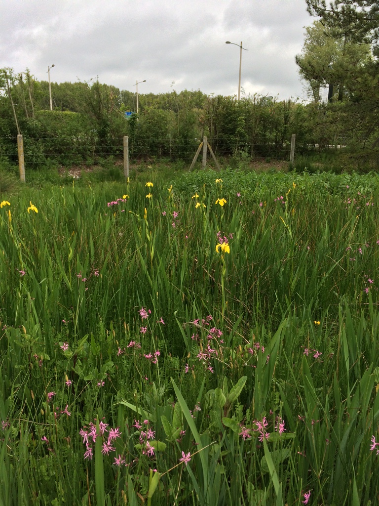 Une prairie humide du Mont Saint Frieux