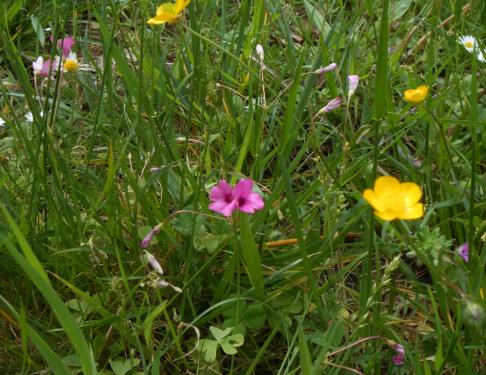 plantes sauvages des Landes
