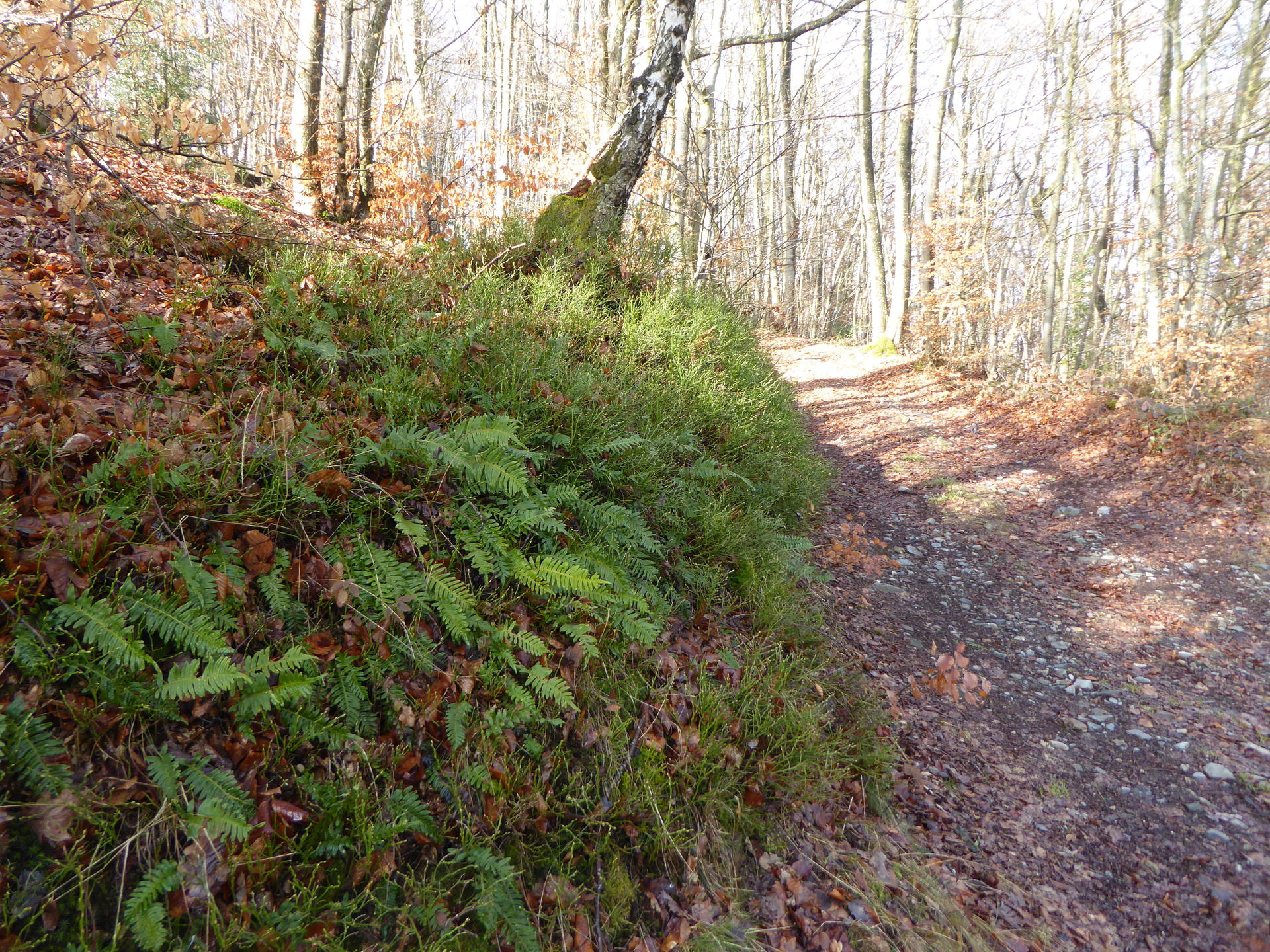 Chemin forestier au printemps
