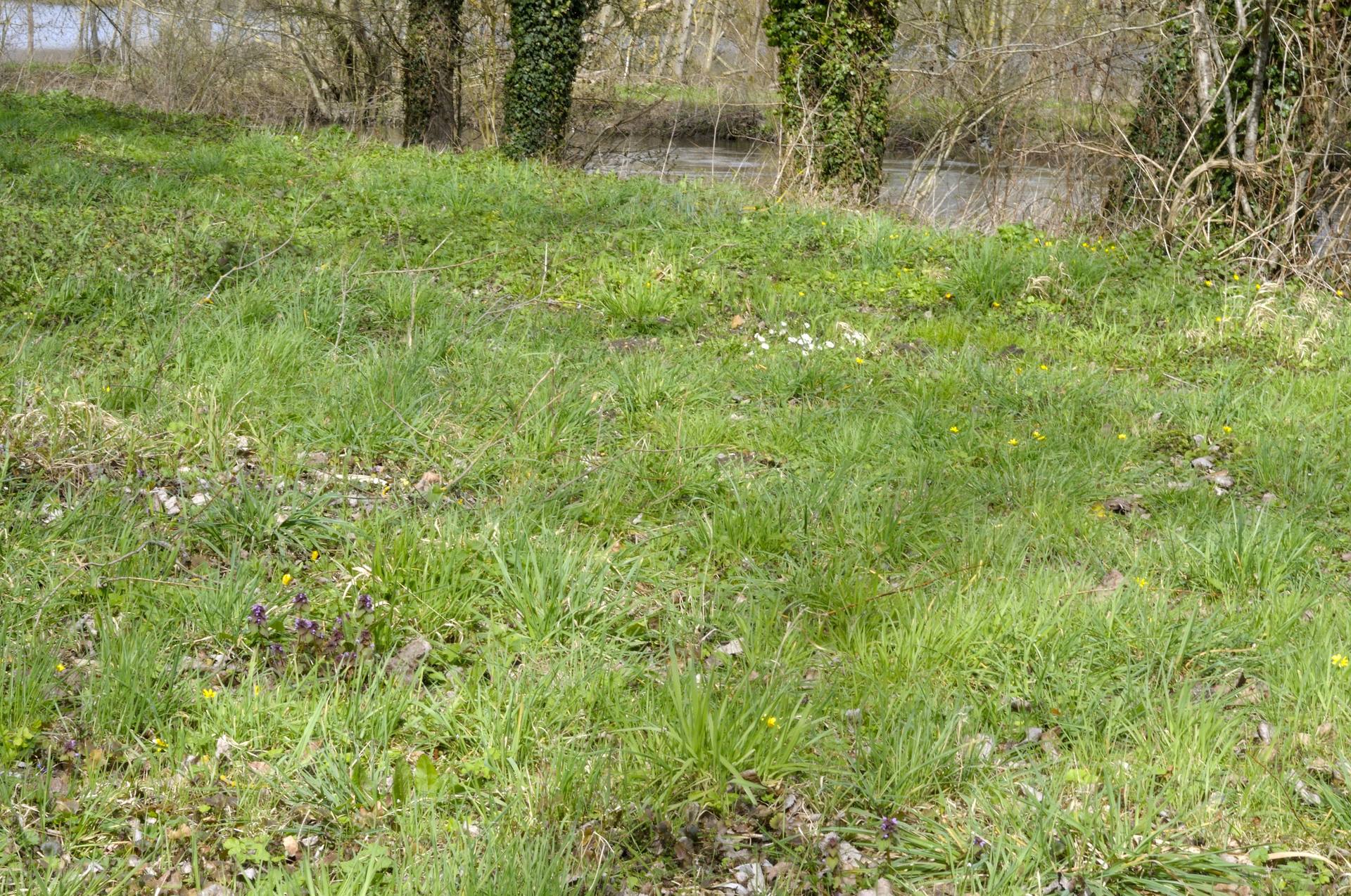 Vallée du Thérain avec pâquerette , ficaire , lamier pourpre , coucou ect ...