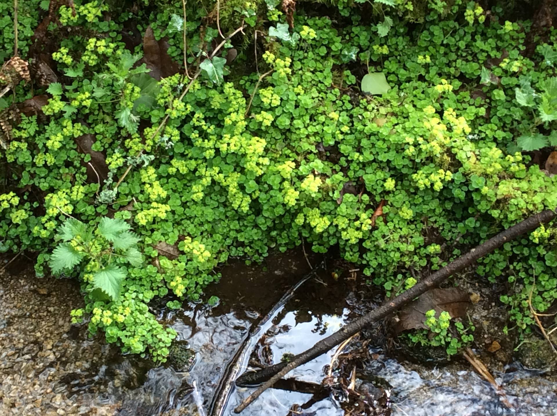 Dans une ancienne cressonnière, mélanges avec ou orties lierre etc