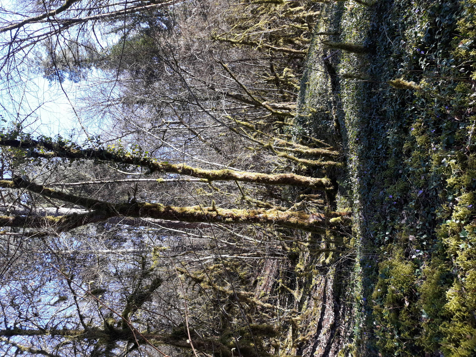 Taillis sous futaie Futaie