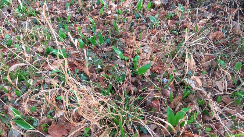 Biodiversité Des Bois