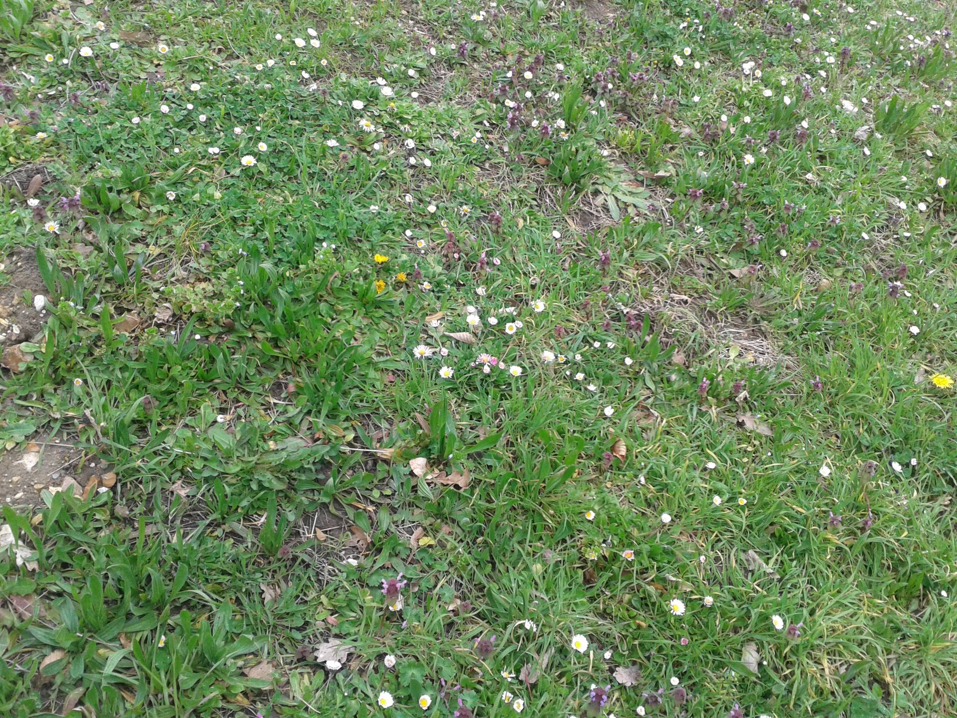 lamier pourpre, pâquerette ...