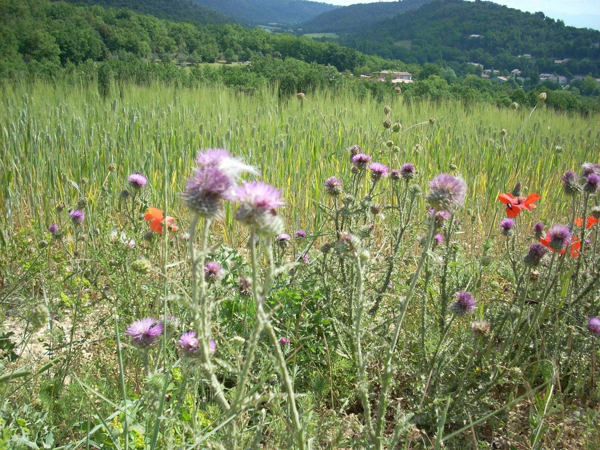 Alpes de Hautes Provence pelouses et garrigue