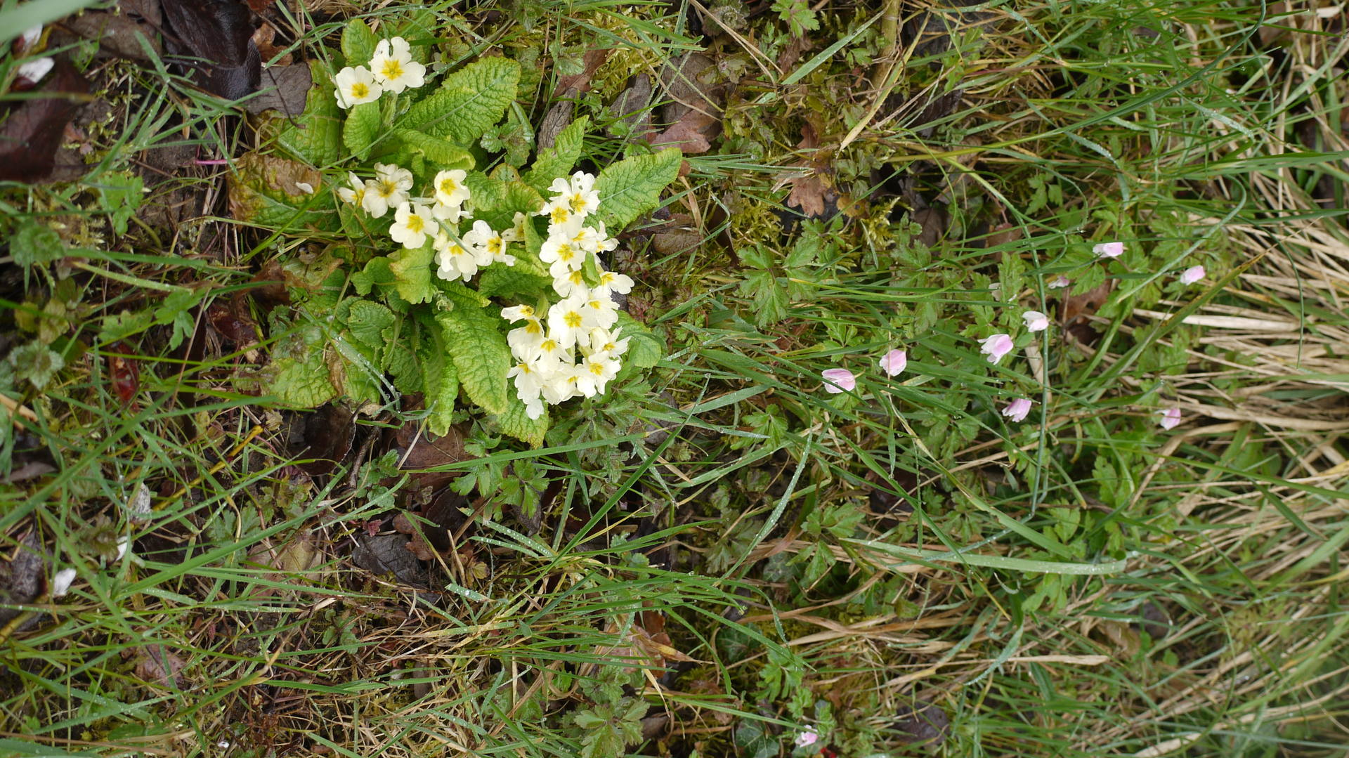 mélange de primevères acaules et peut être anémone des bois (?)