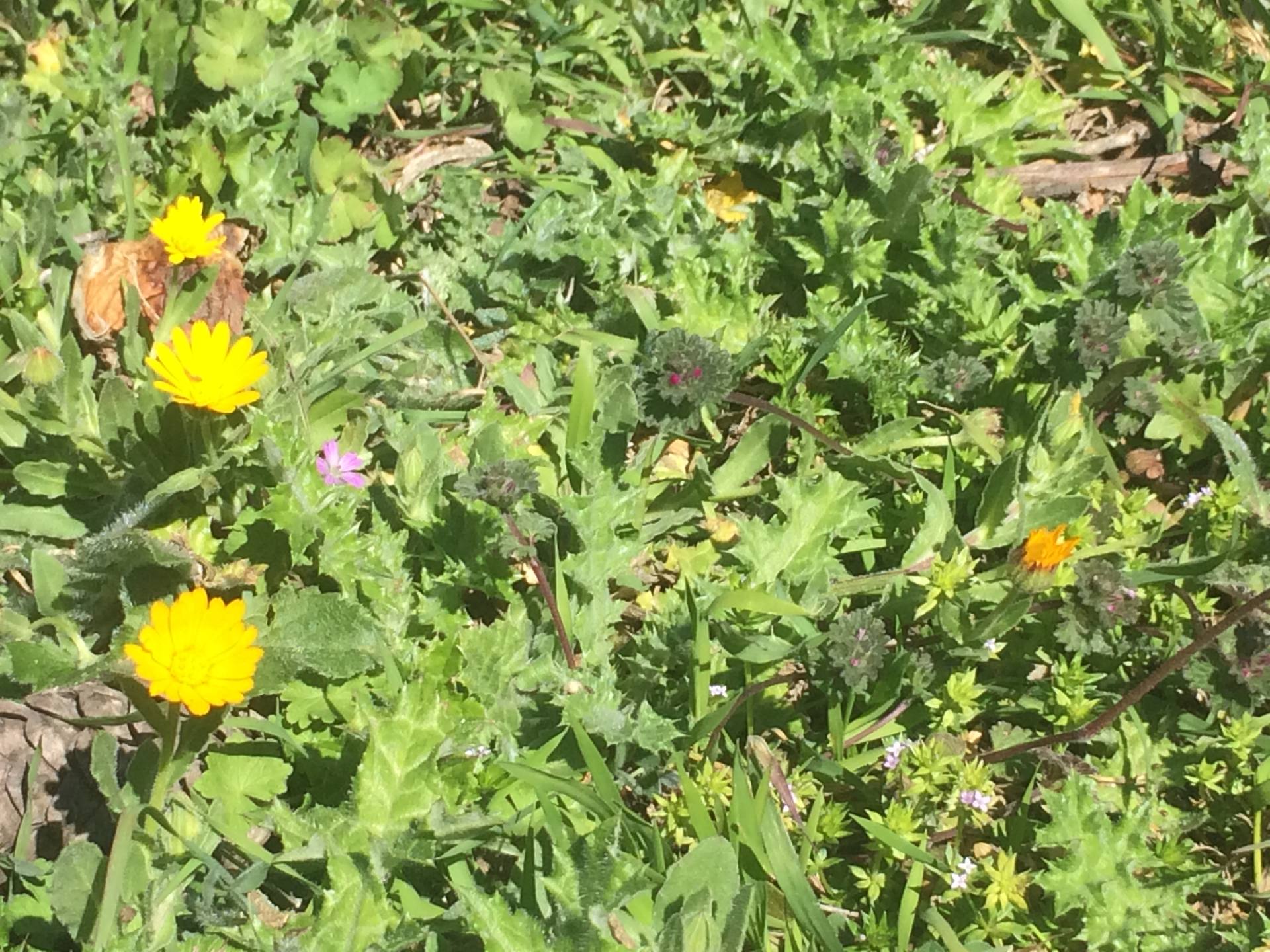 Herbacés de garrigue