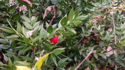 Arbuste à fruit rouge