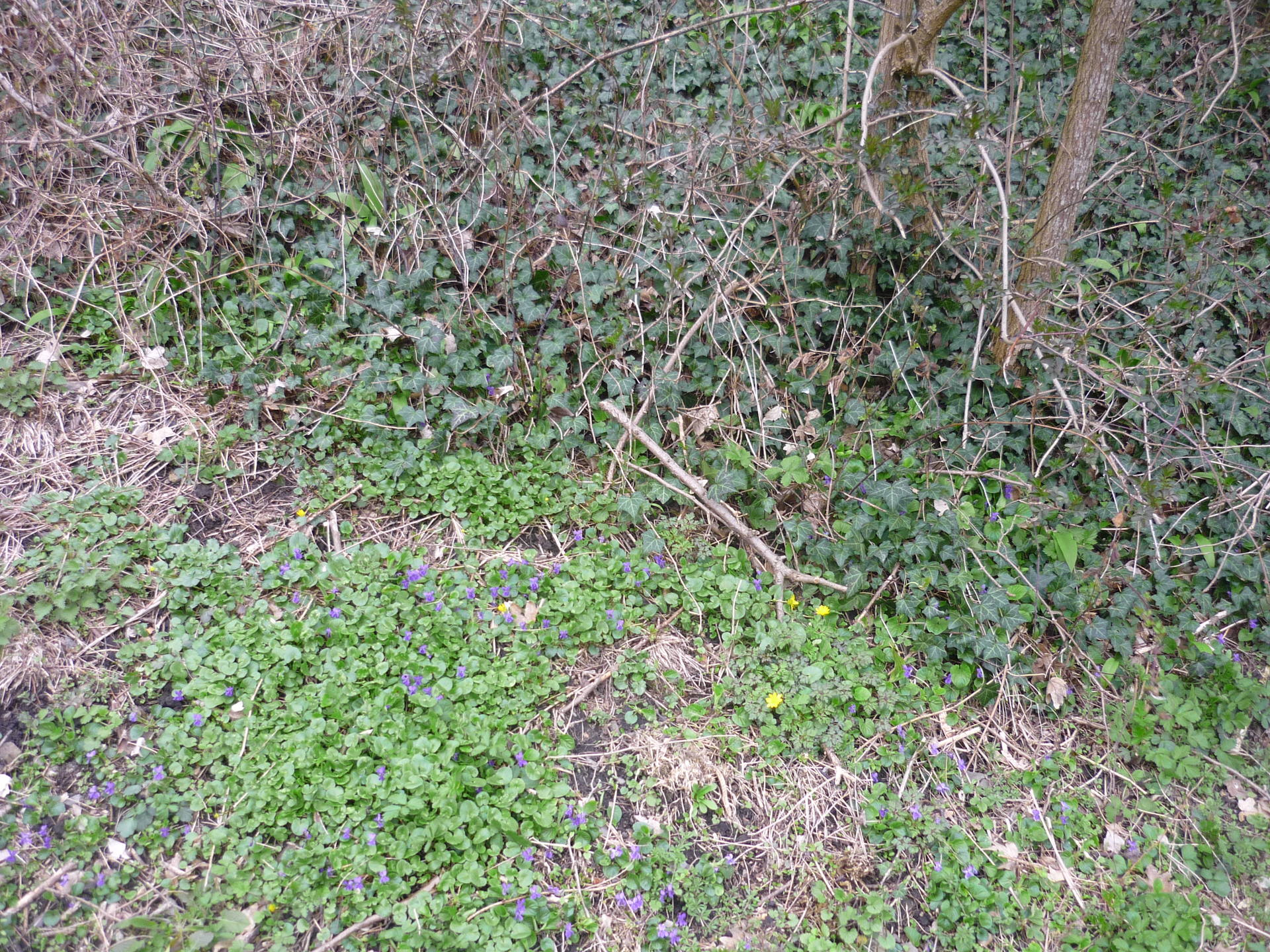 petit coin du sentier que j'emprunte tous les jours pour me rendre à mon travail : Lierre, violettes, ail des ours, ortie, ficaires et après je ne sais pass