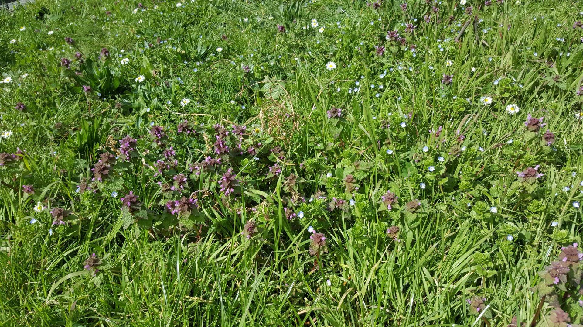 Un ensemble de plantes