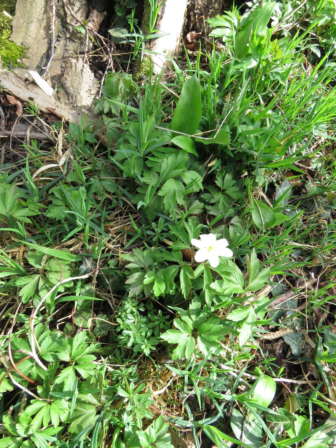 plantes printannières