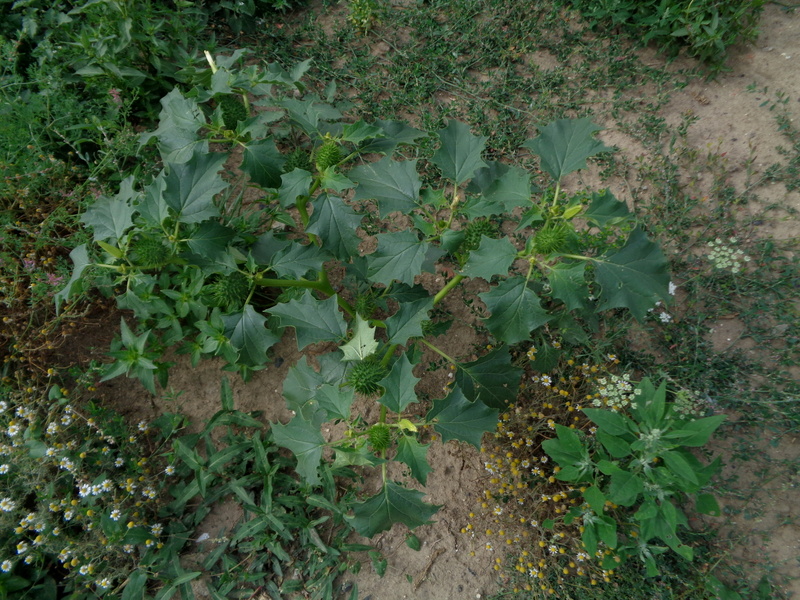 Plantes sur le bord d'un chemin 62_Haisnes
