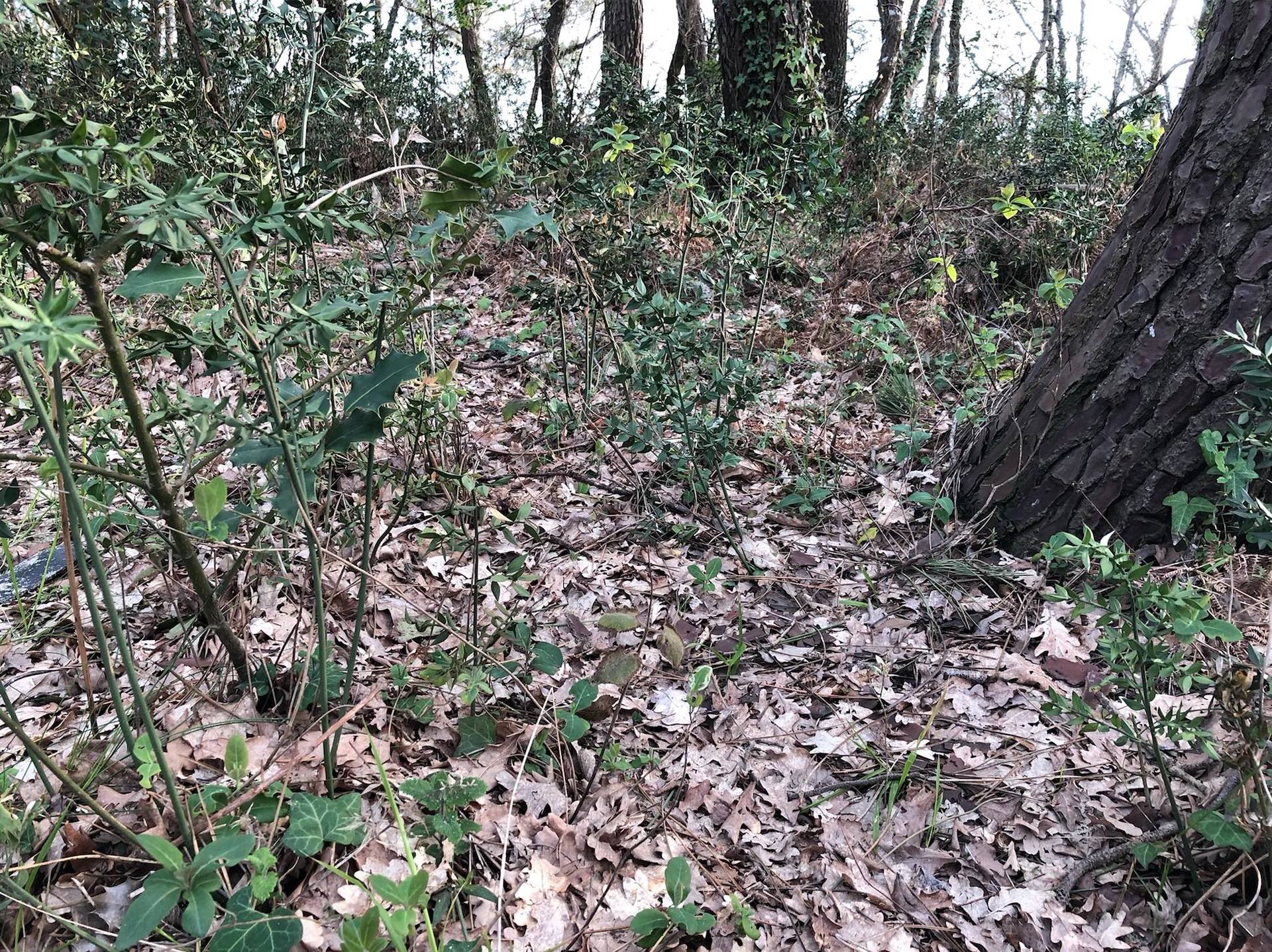 Biodiversité Dune de Pilat.JPG