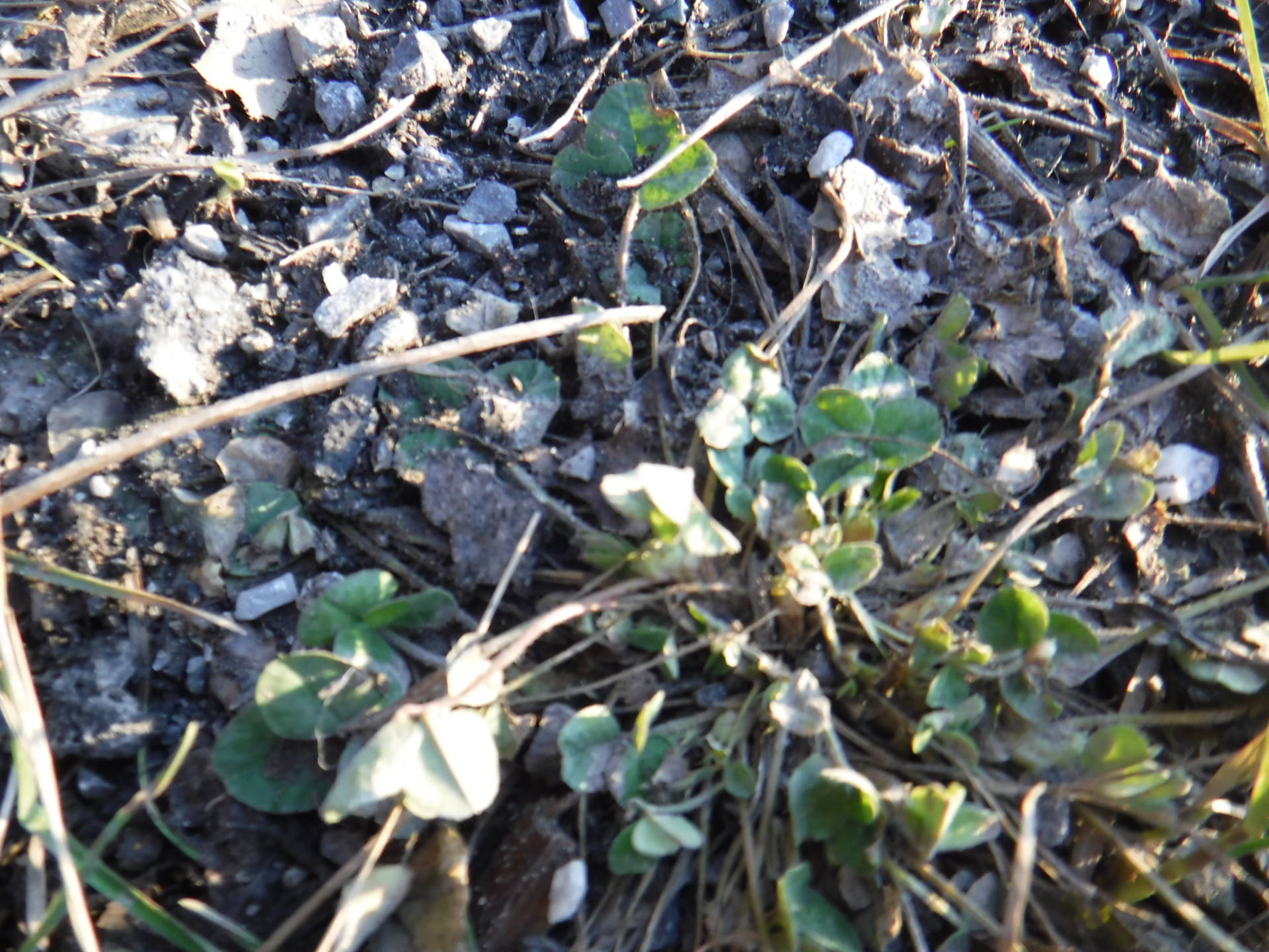Paparazzi - sous le pont 2 - Canada - Hiver 2018